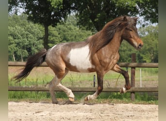 IJslander, Merrie, 7 Jaar, 138 cm, Gevlekt-paard