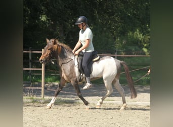 IJslander, Merrie, 7 Jaar, 138 cm, Gevlekt-paard