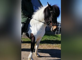 IJslander, Merrie, 7 Jaar, 138 cm, Gevlekt-paard