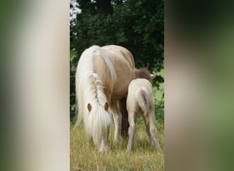 IJslander, Merrie, 7 Jaar, 138 cm, Palomino