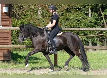 IJslander, Merrie, 7 Jaar, 138 cm, Zwart