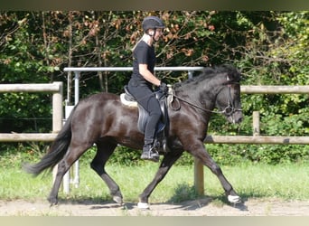 IJslander, Merrie, 7 Jaar, 138 cm, Zwart