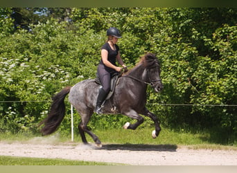 IJslander, Merrie, 7 Jaar, 138 cm, Zwart