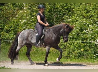 IJslander, Merrie, 7 Jaar, 138 cm, Zwart