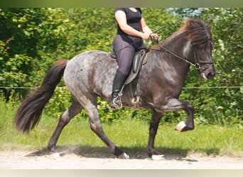 IJslander, Merrie, 7 Jaar, 138 cm, Zwart