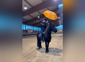 IJslander, Merrie, 7 Jaar, 138 cm, Zwart