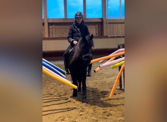 IJslander, Merrie, 7 Jaar, 138 cm, Zwart