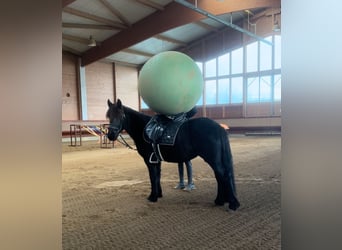 IJslander, Merrie, 7 Jaar, 138 cm, Zwart