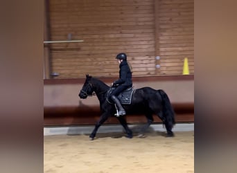 IJslander, Merrie, 7 Jaar, 138 cm, Zwart