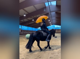 IJslander, Merrie, 7 Jaar, 138 cm, Zwart
