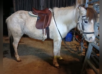 IJslander, Merrie, 7 Jaar, 139 cm, Gevlekt-paard