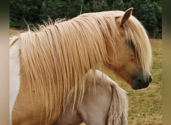 IJslander, Merrie, 7 Jaar, 139 cm, Gevlekt-paard