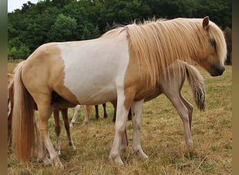 IJslander, Merrie, 7 Jaar, 139 cm, Gevlekt-paard