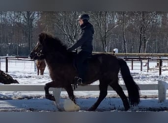 IJslander, Merrie, 7 Jaar, 139 cm, Zwart