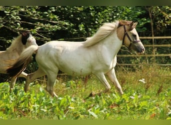 IJslander, Merrie, 7 Jaar, 140 cm, Gevlekt-paard