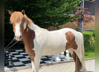 IJslander, Merrie, 7 Jaar, 140 cm, Gevlekt-paard