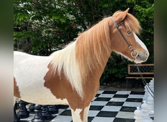 IJslander, Merrie, 7 Jaar, 140 cm, Gevlekt-paard