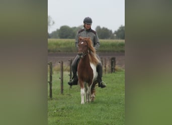 IJslander, Merrie, 7 Jaar, 140 cm, Gevlekt-paard