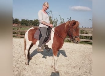 IJslander, Merrie, 7 Jaar, 140 cm, Gevlekt-paard