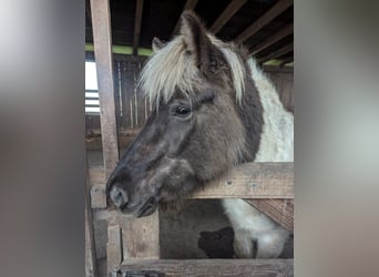 IJslander, Merrie, 7 Jaar, 140 cm, Gevlekt-paard