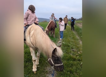 IJslander, Merrie, 7 Jaar, 140 cm, Gevlekt-paard