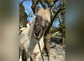 IJslander, Merrie, 7 Jaar, 140 cm, Gevlekt-paard