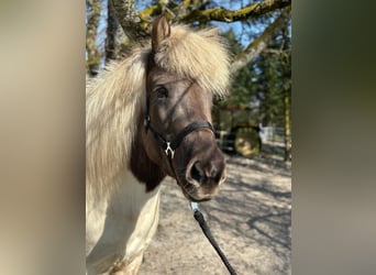 IJslander, Merrie, 7 Jaar, 140 cm, Gevlekt-paard