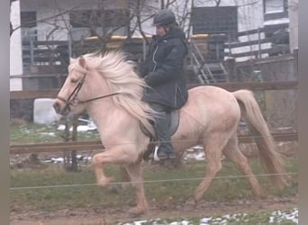 IJslander, Merrie, 7 Jaar, 140 cm, Palomino