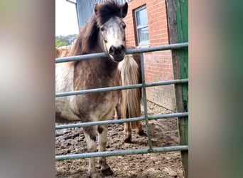 IJslander, Merrie, 7 Jaar, 140 cm, Tobiano-alle-kleuren