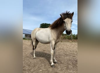 IJslander, Merrie, 7 Jaar, 140 cm, Tobiano-alle-kleuren