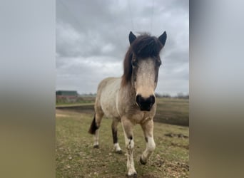 IJslander, Merrie, 7 Jaar, 140 cm, Tobiano-alle-kleuren