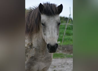 IJslander, Merrie, 7 Jaar, 140 cm, Tobiano-alle-kleuren