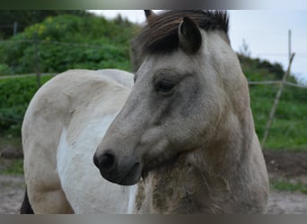 IJslander, Merrie, 7 Jaar, 140 cm, Tobiano-alle-kleuren