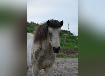 IJslander, Merrie, 7 Jaar, 140 cm, Tobiano-alle-kleuren
