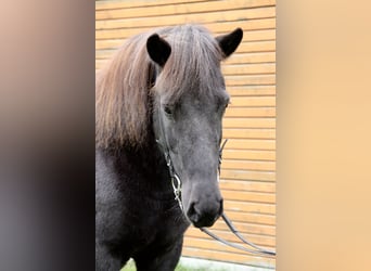 IJslander, Merrie, 7 Jaar, 140 cm, Zwart