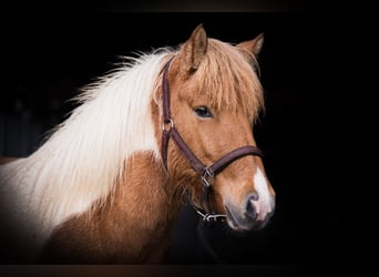 IJslander, Merrie, 7 Jaar, 142 cm, Gevlekt-paard