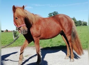 IJslander, Merrie, 7 Jaar, 143 cm, Vos