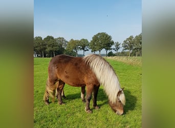 IJslander, Merrie, 7 Jaar, 144 cm, Falbe