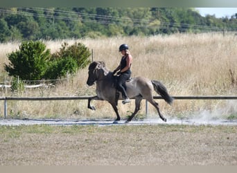 IJslander, Merrie, 7 Jaar, 145 cm, Falbe
