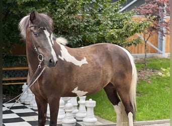 IJslander, Merrie, 7 Jaar, 145 cm, Gevlekt-paard