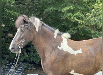 IJslander, Merrie, 7 Jaar, 145 cm, Gevlekt-paard