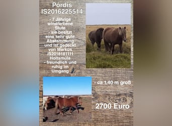 IJslander, Merrie, 7 Jaar
