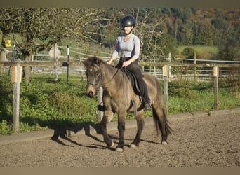 IJslander, Merrie, 8 Jaar, 130 cm, Buckskin