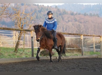 IJslander, Merrie, 8 Jaar, 132 cm, Bruin