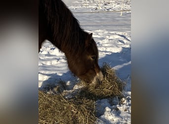 IJslander Mix, Merrie, 8 Jaar, 135 cm, Bruin