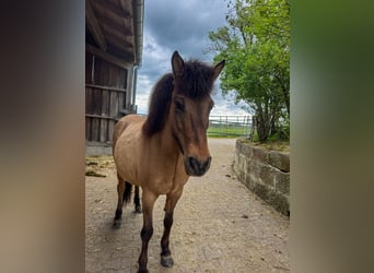 IJslander, Merrie, 8 Jaar, 136 cm, Falbe