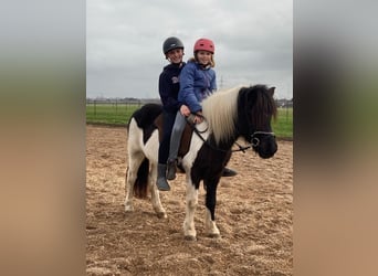 IJslander, Merrie, 8 Jaar, 136 cm, Gevlekt-paard
