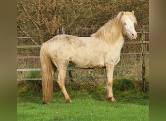 Islandpferd, Stute, 8 Jahre, 136 cm, Perlino