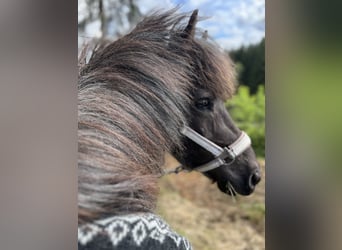 IJslander, Merrie, 8 Jaar, 136 cm, Roan-Blue