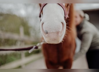 IJslander, Merrie, 8 Jaar, 137 cm, Donkere-vos